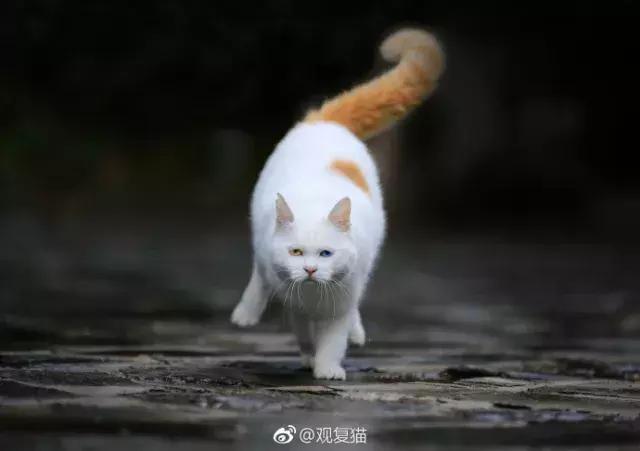 猫谱:因相成名,因名成谱《蓝毛毛找猫》24:猫出有名