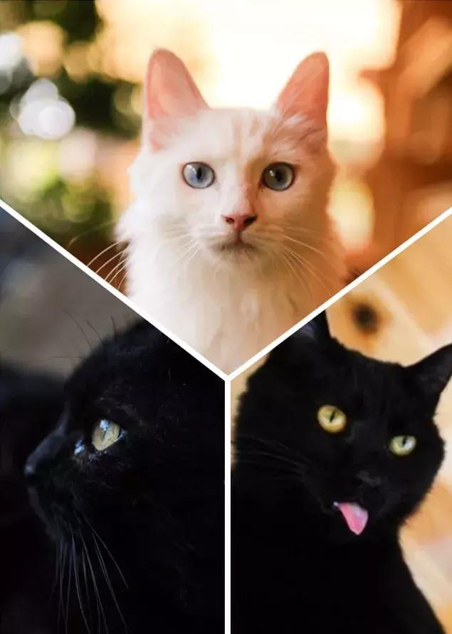 猫谱:因相成名,因名成谱《蓝毛毛找猫》24:猫出有名