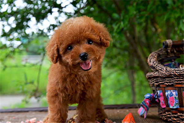 泰迪犬为什么经常外面有动静就叫,泰迪犬总是叫怎么办