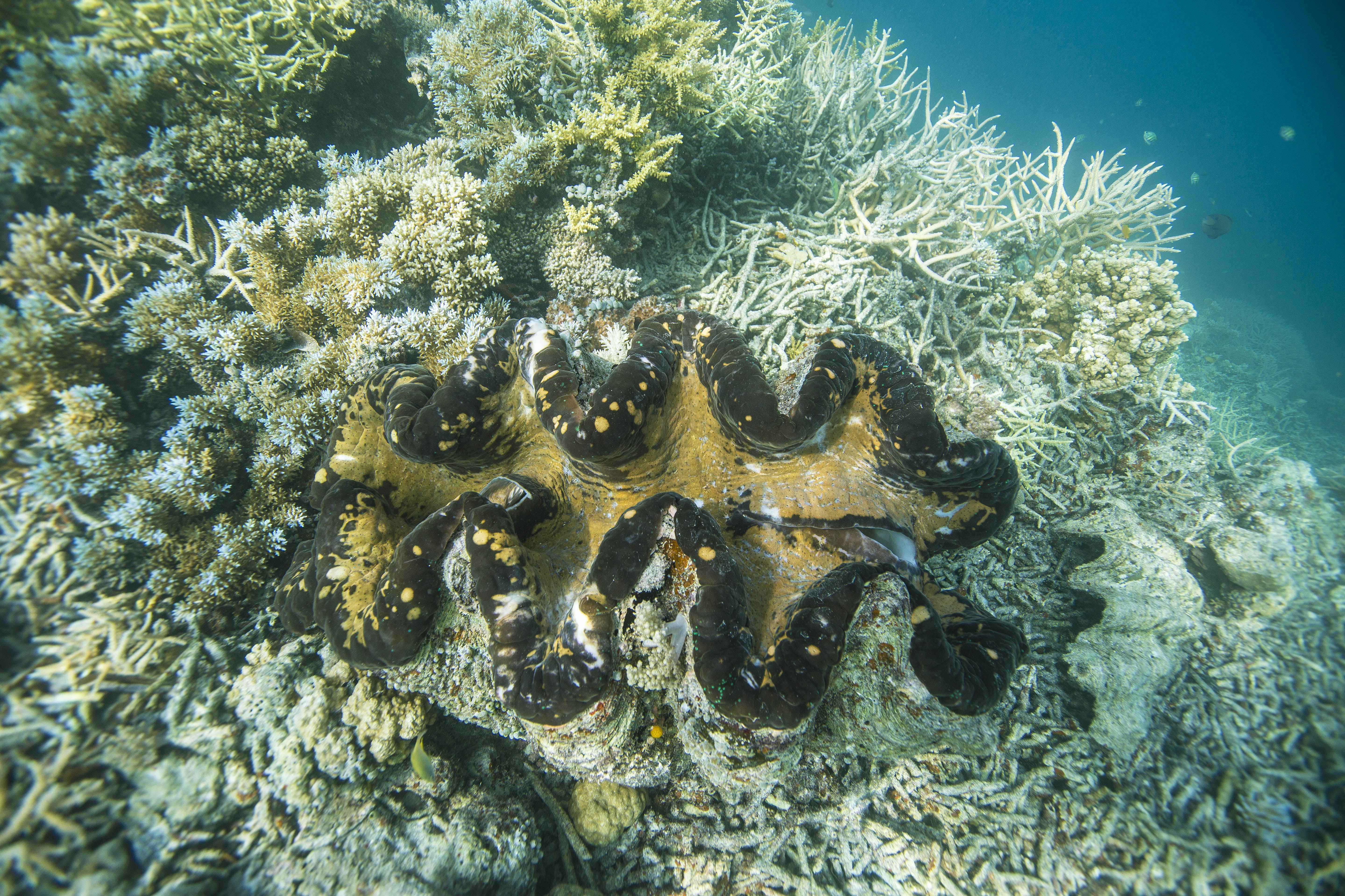 经常熬夜的人！一定要来帕劳看看！用帕劳蓝治愈你的失眠焦虑！