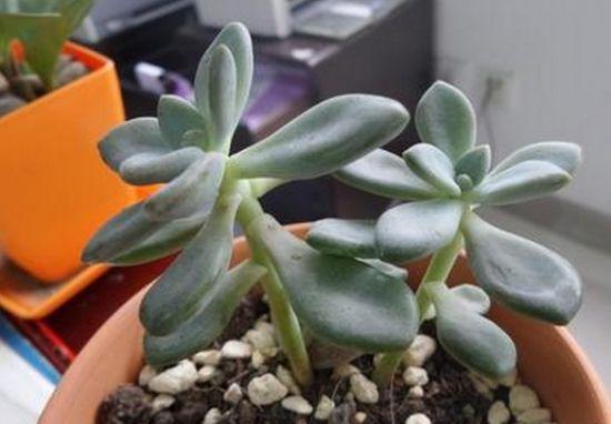 多肉徒长的原因及解决办法,多肉徒长最佳方法