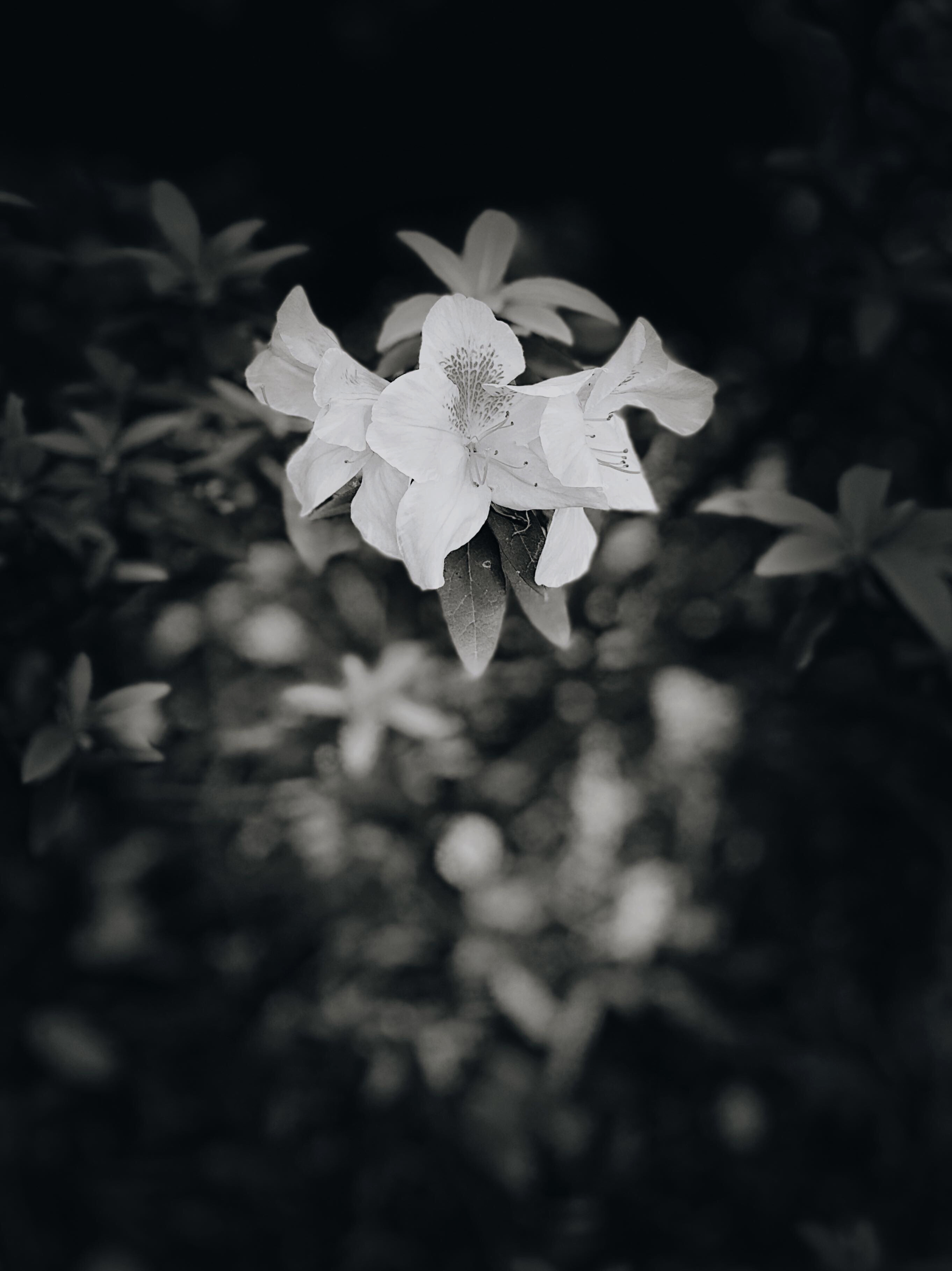 用什么app能拍出高级的照片,教你用手机拍出美哒哒的照片