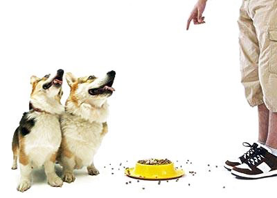 狗狗的这18种行为你真的懂了吗,狗狗的的几种行为不要弄错了