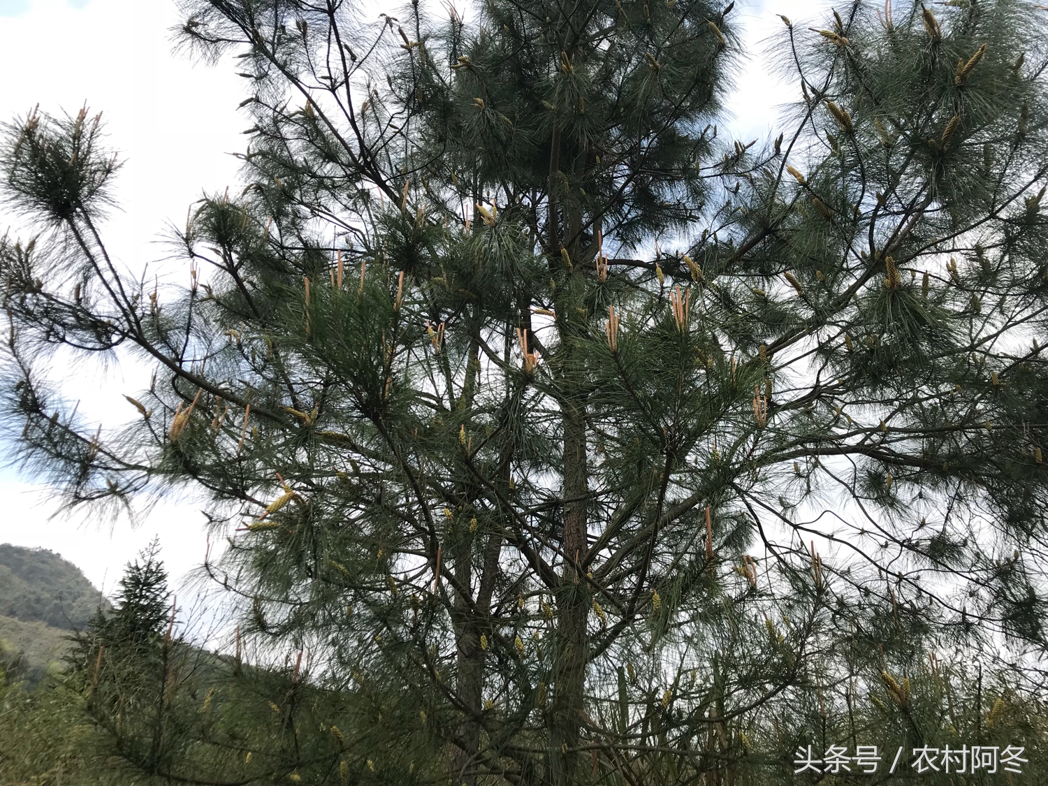 山上的松花粉有什么功效和作用,山上的松花粉有哪些