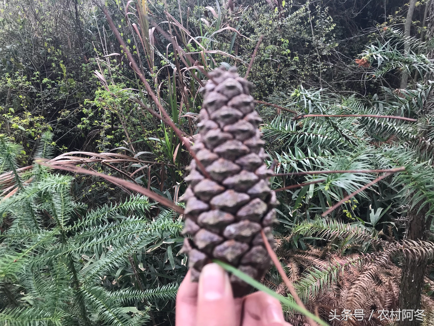 山上的松花粉多少钱一斤,药材松花粉