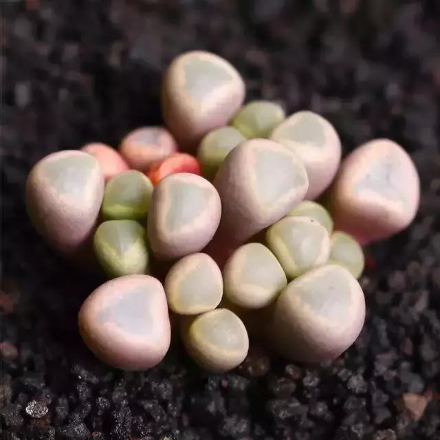 270种常见多肉图谱,270种常见多肉盆景