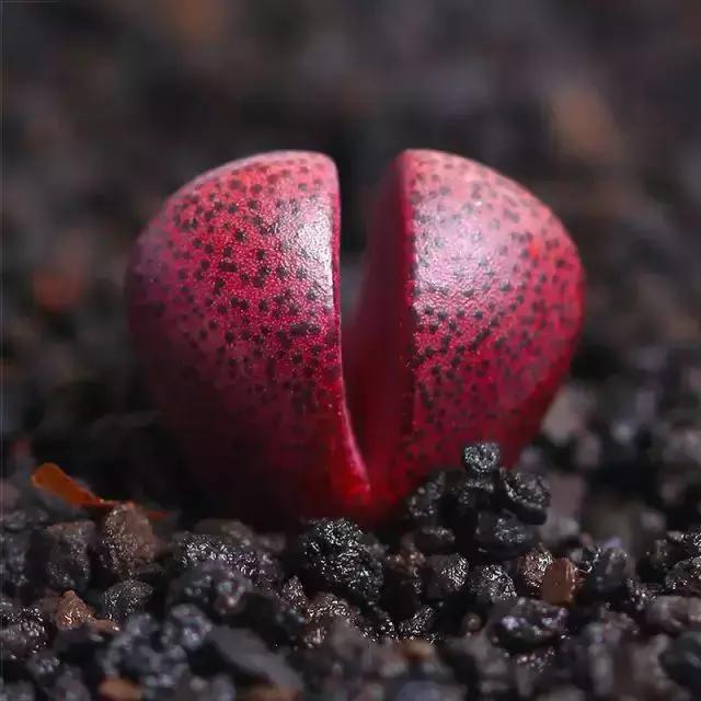 270种常见多肉图谱,270种常见多肉盆景