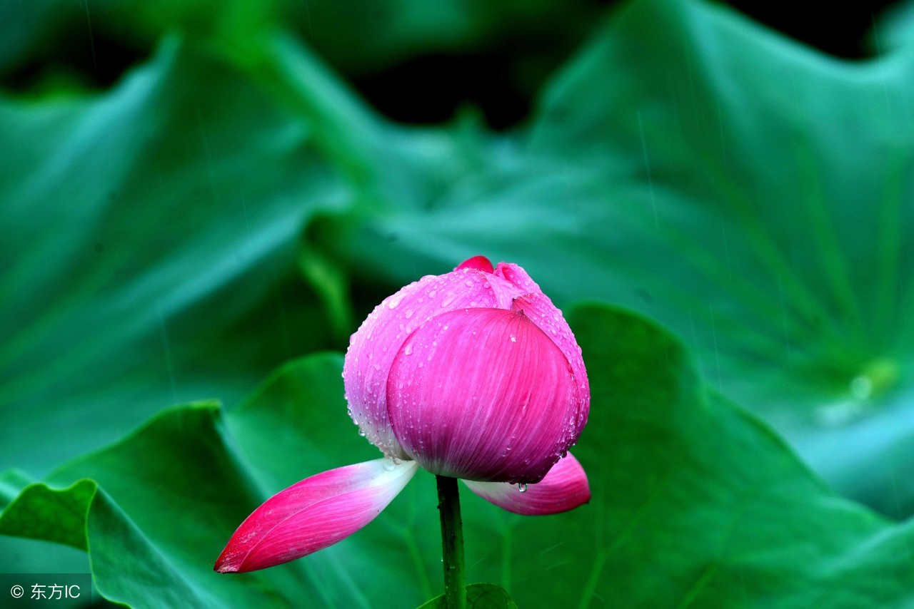 荷花：龙湖的风神韵致