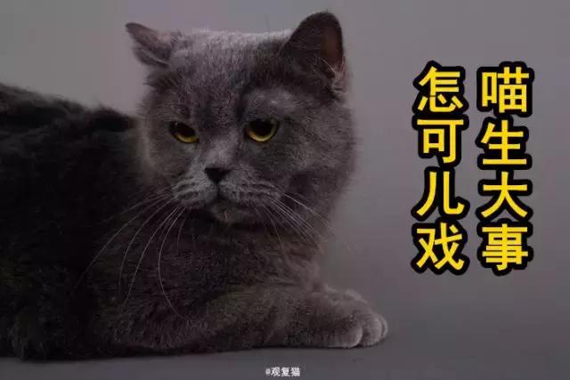 盘点常见的猫咪名字看有你家猫吗,猫咪名称大盘点