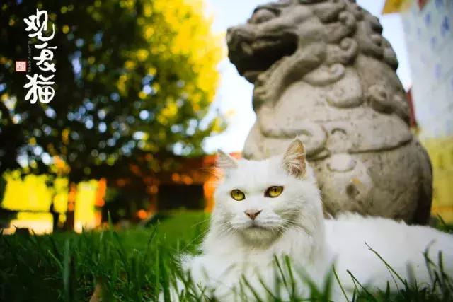 盘点中国古代猫,中国名猫有哪些猫