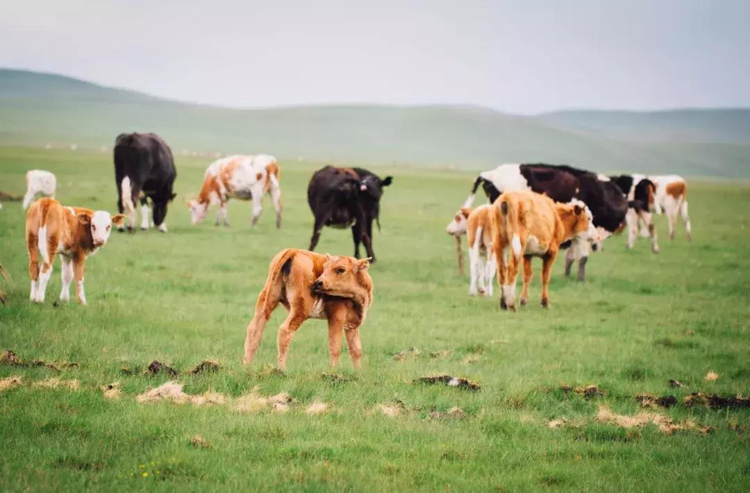 追星旅游记,追星大环线日记