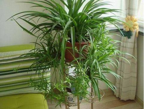 装修后如何除甲醛用什么植物,新房装修后去甲醛的植物有哪些