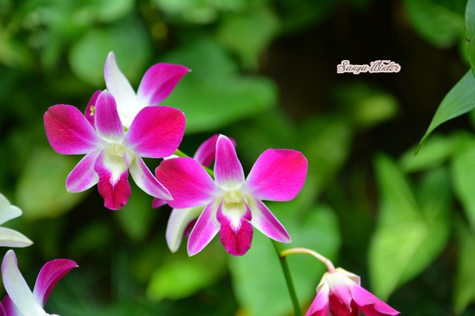 相约海之南歌曲,浪漫走天涯相约海之南