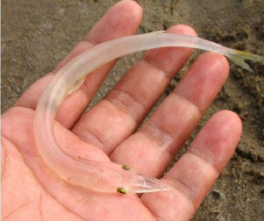 鱼中珍品白肌银鱼之谜,白鳍豚的传说