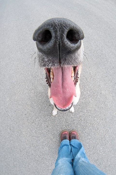 我家的狗狗比较忧郁怎么办,我家的狗狗特别调皮