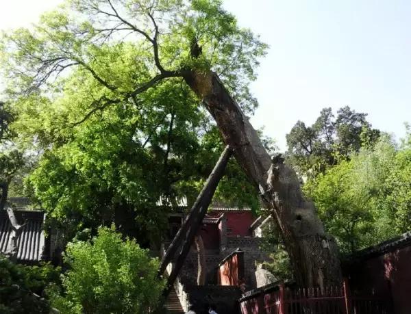 山旅太原，第一站，晋源区——晋祠