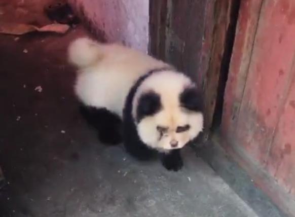 熊猫一样的狗子,狗子假扮熊猫的迷惑行为搞笑视频