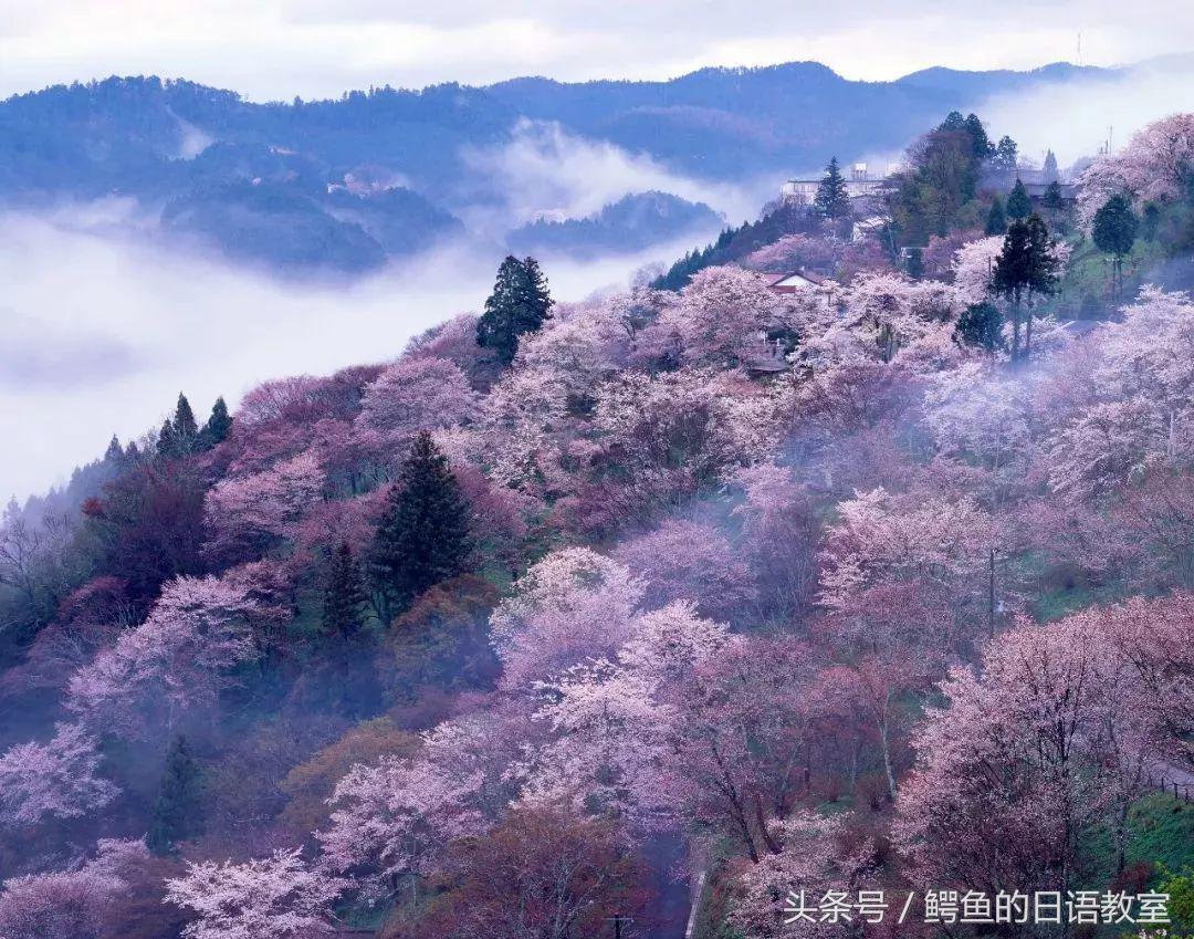 2018樱花,日本樱花节一览表