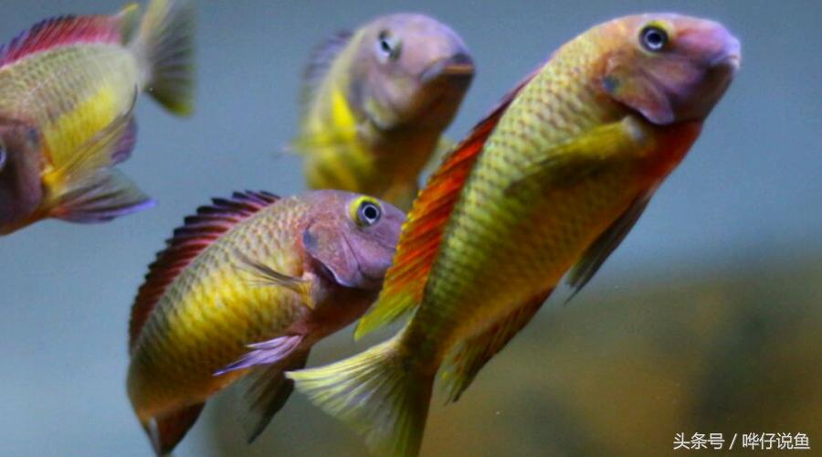 龙鱼三湖慈鲷混养大型缸,养三湖慈鲷的鱼缸选择