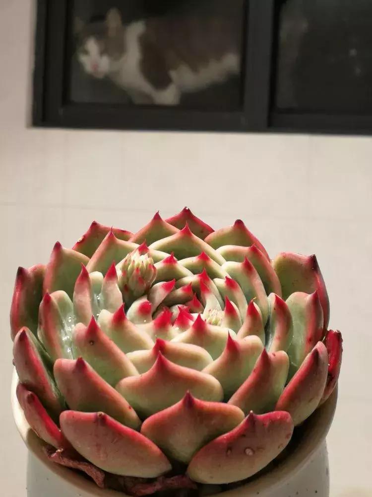 为了多肉改造阳台,疯狂的她