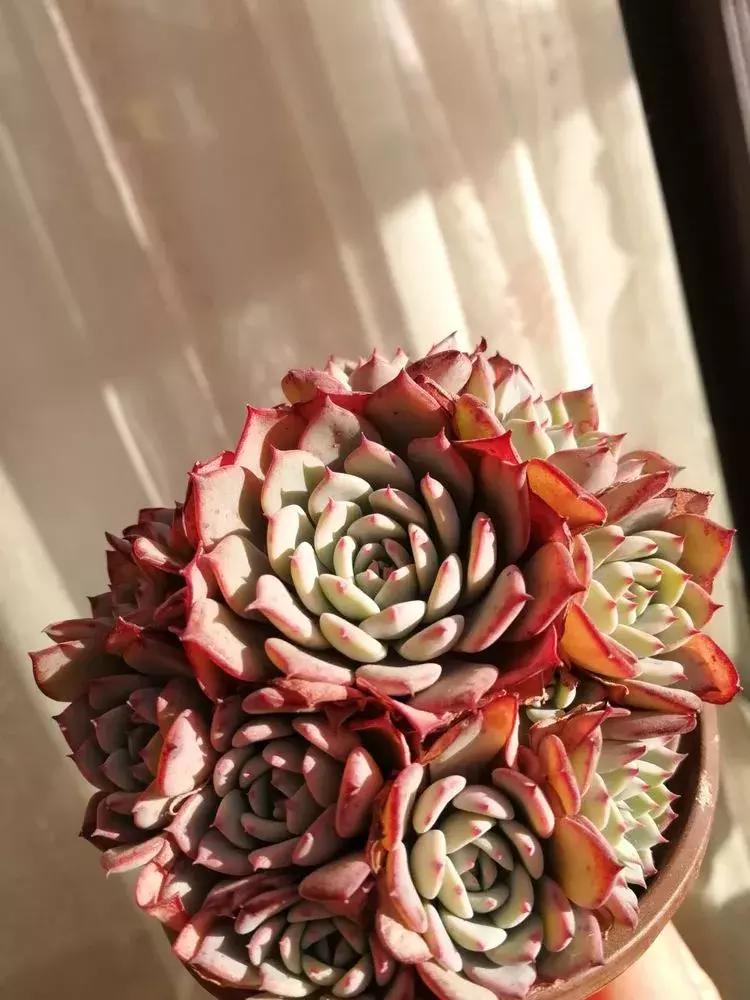 为了多肉改造阳台,疯狂的她