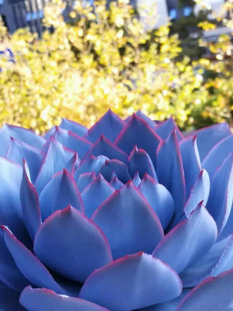 为了多肉改造阳台,疯狂的她