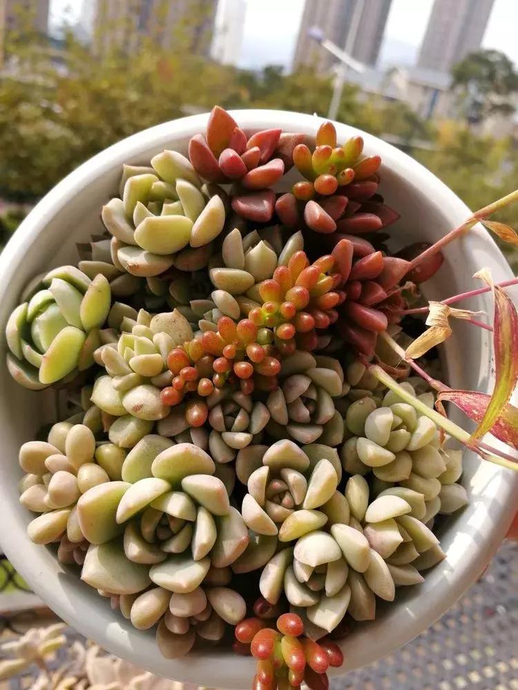 为了多肉改造阳台,疯狂的她