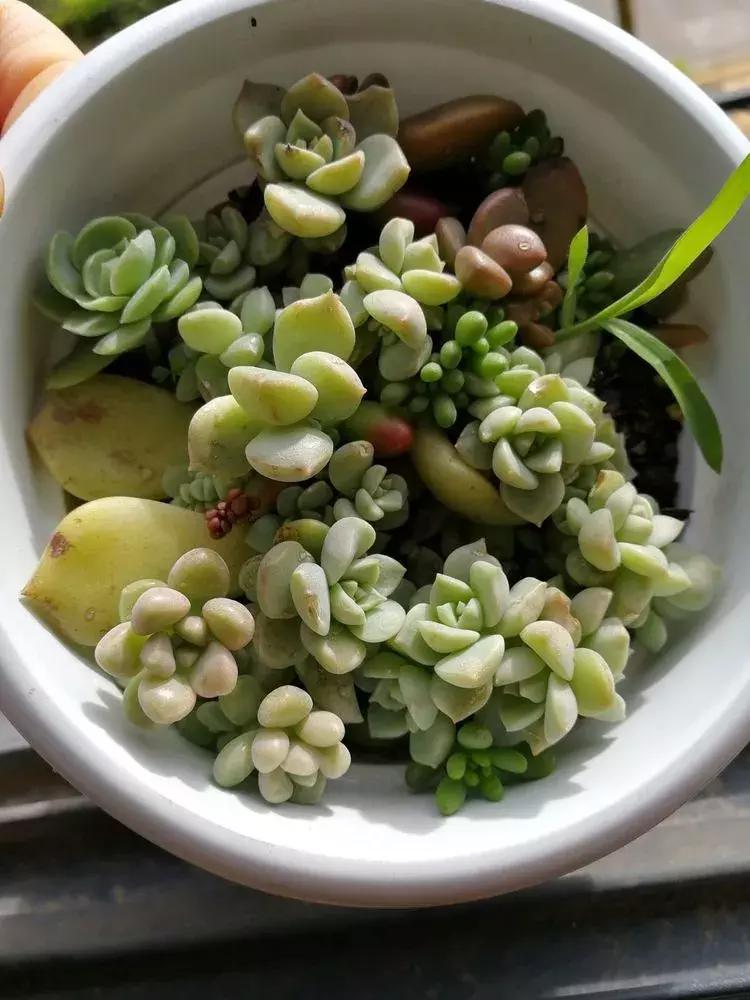 为了多肉改造阳台,疯狂的她