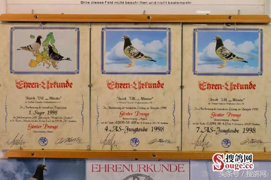 搜鸽网信息,赛鸽资讯知识分享