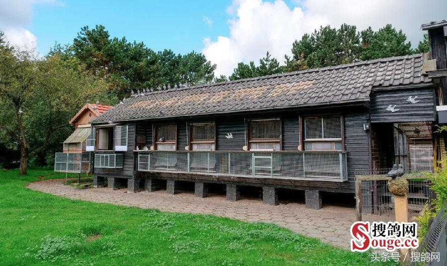 搜鸽网信息,赛鸽资讯知识分享