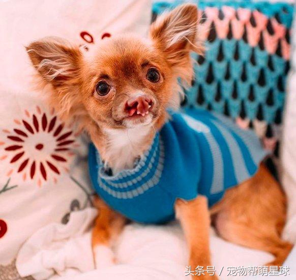 狗狗唇腭裂是什么导致的,小狗唇腭裂能活下去么