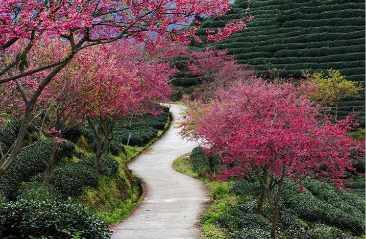 带你去流溪湾丰华园赏樱花,走啊我带你去看樱花的文案