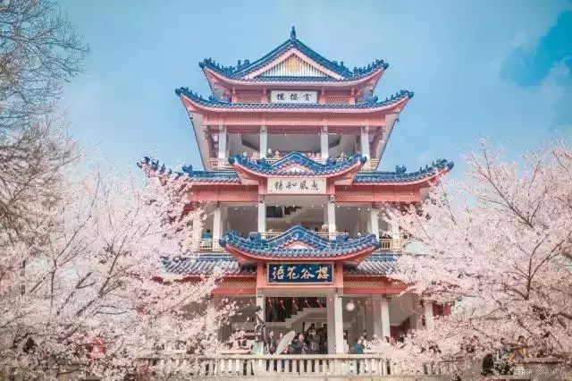 带你去流溪湾丰华园赏樱花,走啊我带你去看樱花的文案