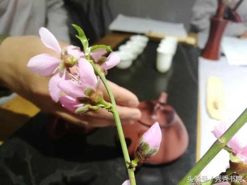 茶道养生课：《黄帝内经灵枢根结第五》