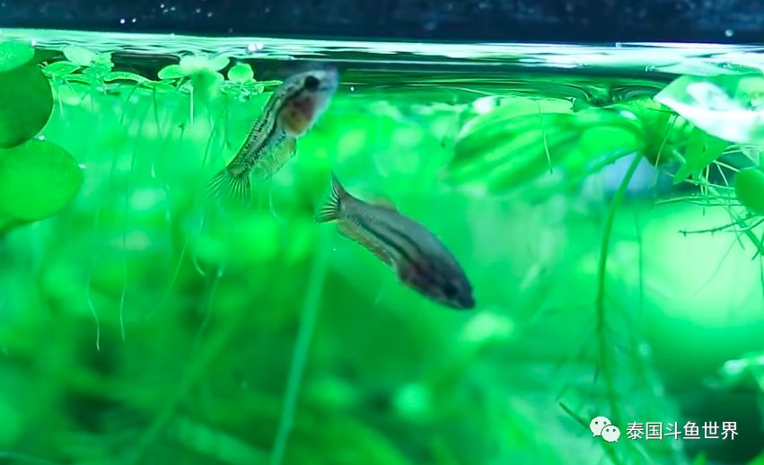泰国斗鱼洗色需要多久,泰国斗鱼洗色跟环境有关吗