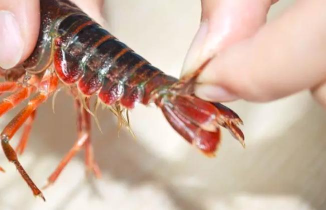 小龙虾清洗是用小苏打还是食用碱,餐饮店是如何大批量清洗小龙虾