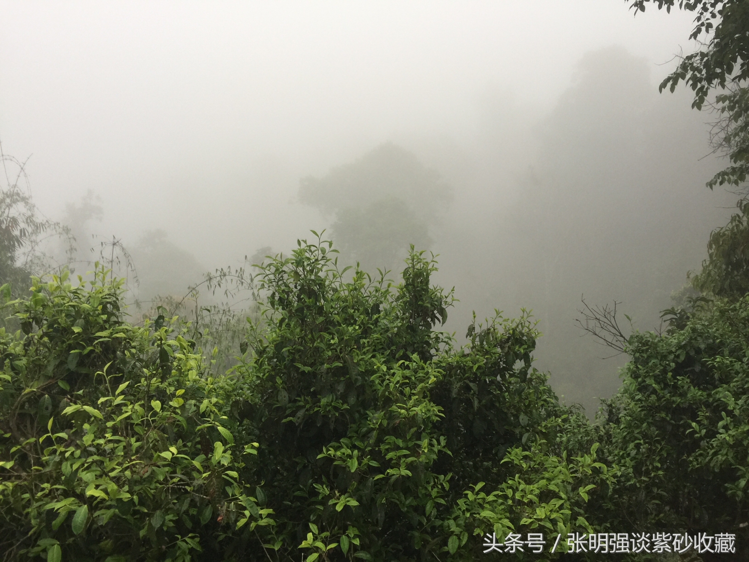 茶叶有＂农药残留＂和＂残留量超标＂是否一码事？