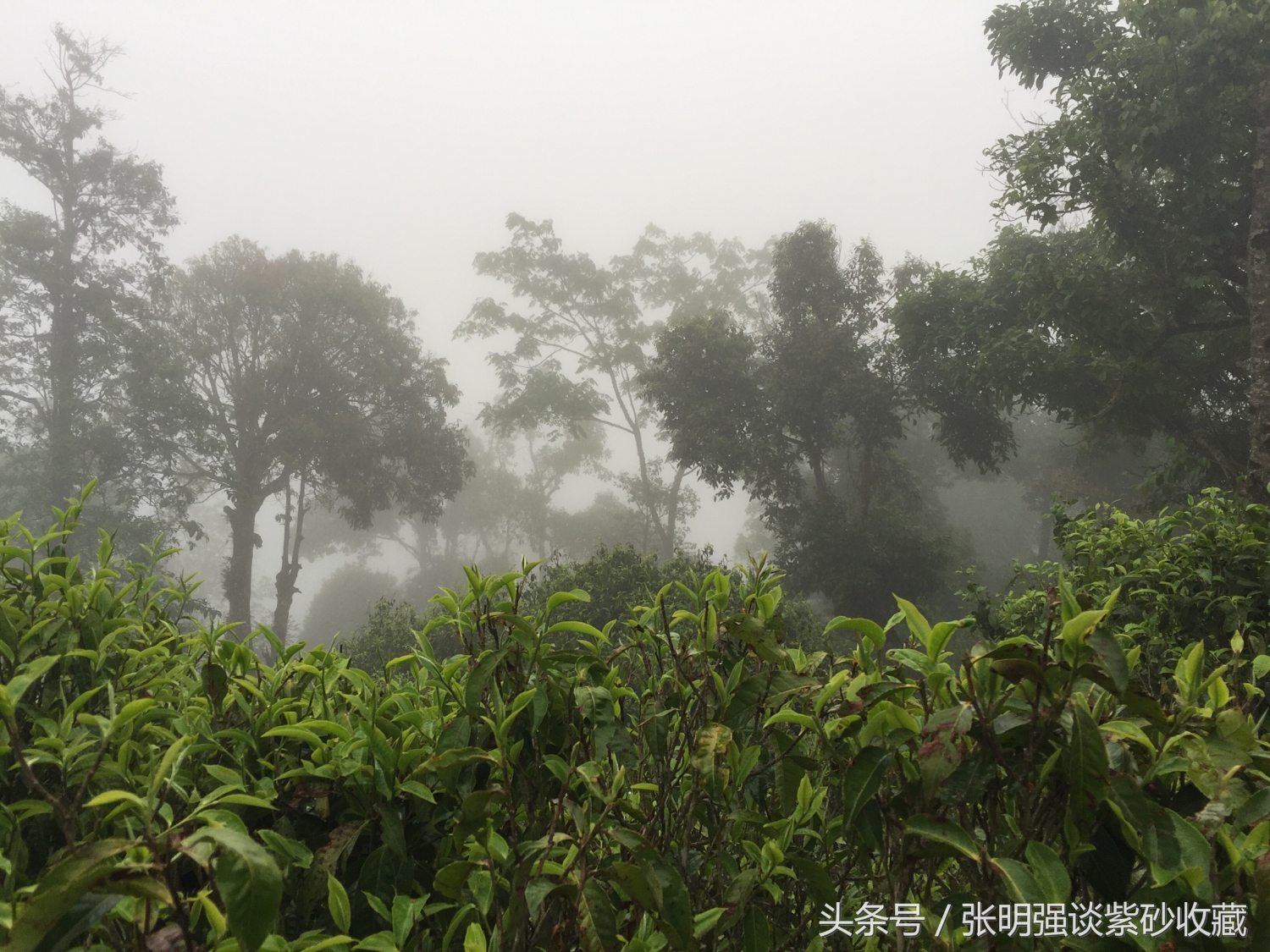 茶叶有农药残留吗,茶叶有重金属多少为超标