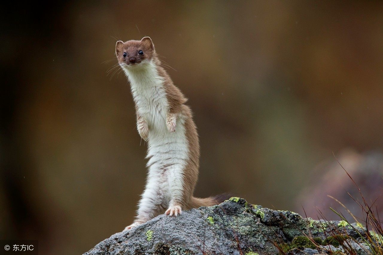 黄鼠狼是不是民间传说的黄大仙,黄鼠狼为啥怕黄大仙