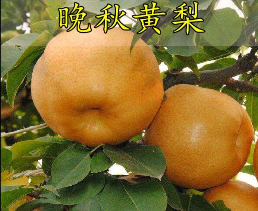 晚秋黄梨为什么不好卖,晚秋黄梨烂了怎么回事