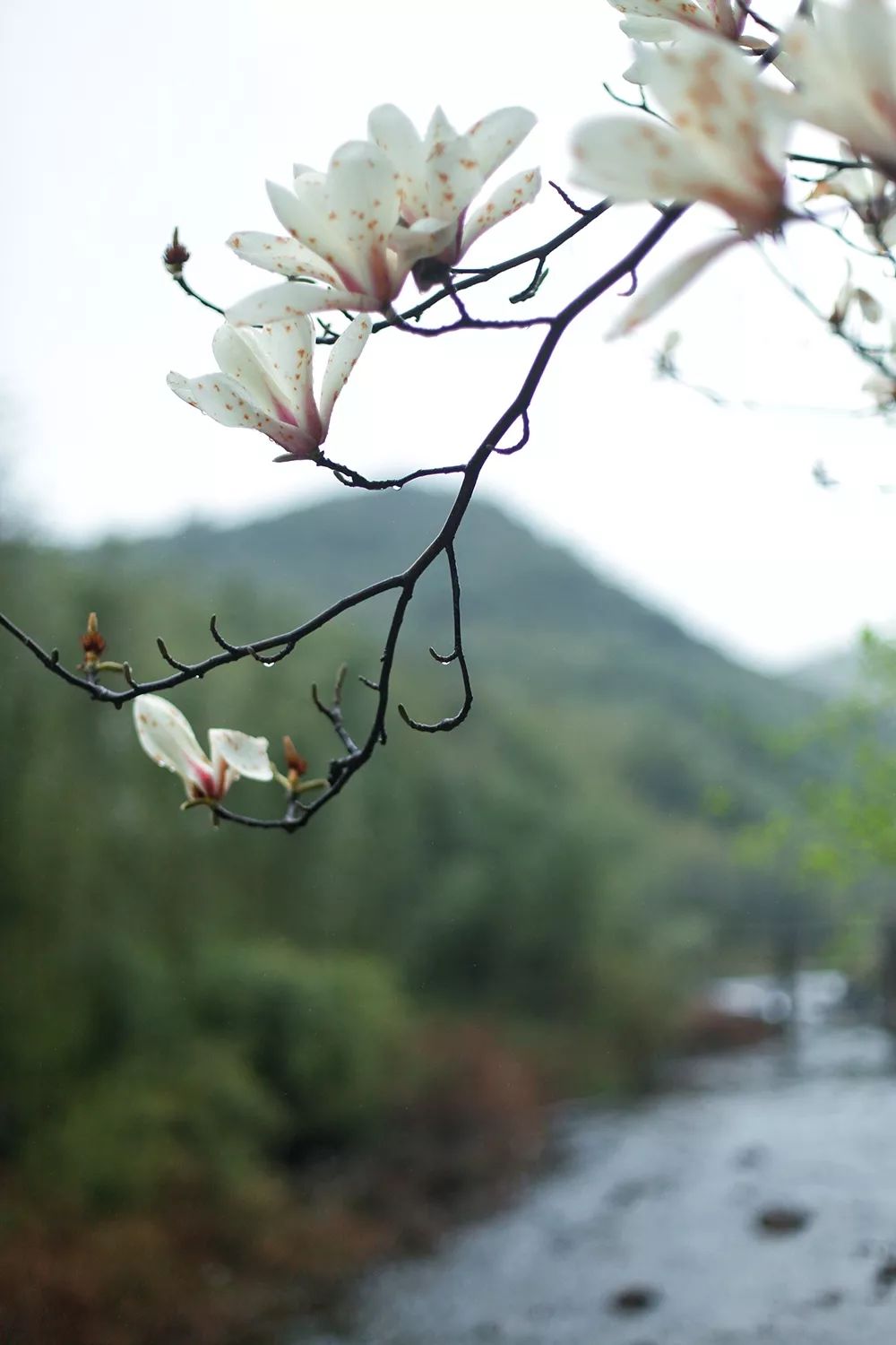 住进莫干山下的“鱼缸”，