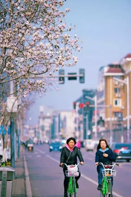 北京玉兰花观赏地,北京最美紫玉兰在哪