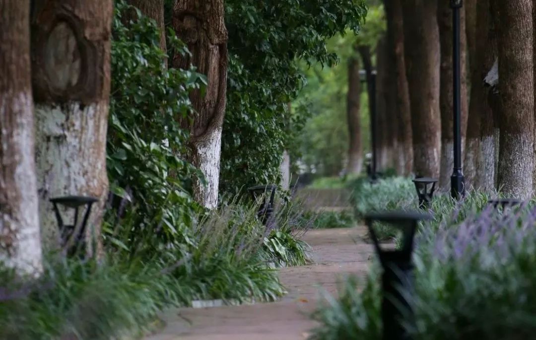 5万㎡大树草坪！金融区森林豪宅，它或是“世界杭”又一张新名片