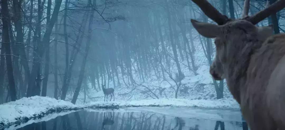 这部电影残酷到让人不忍看第二遍,一部非常血腥的电影