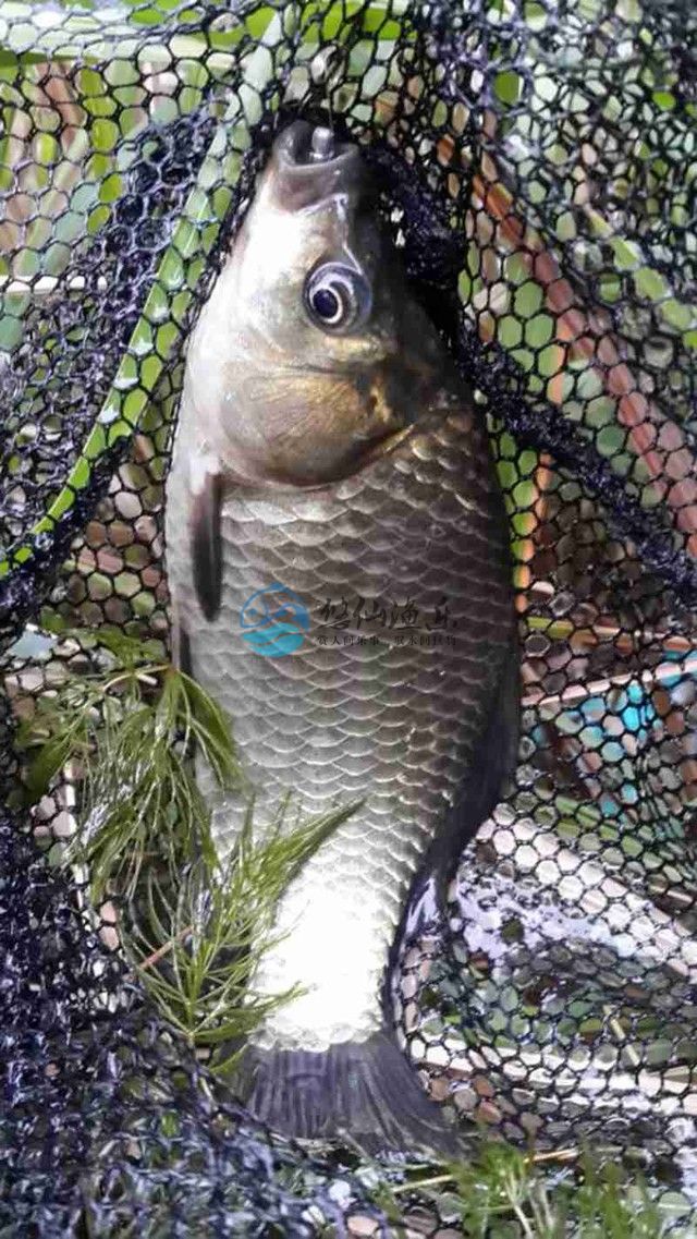 钓鱼大师谈野钓,悠仙钓鱼视频全集