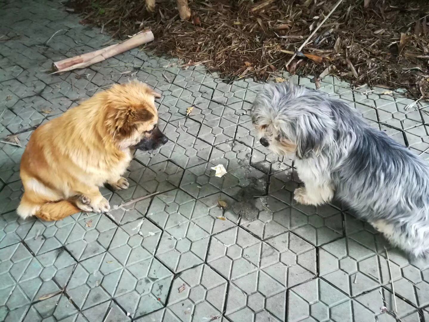 武昌理工学院樱花,武昌理工学院滚烫的青春