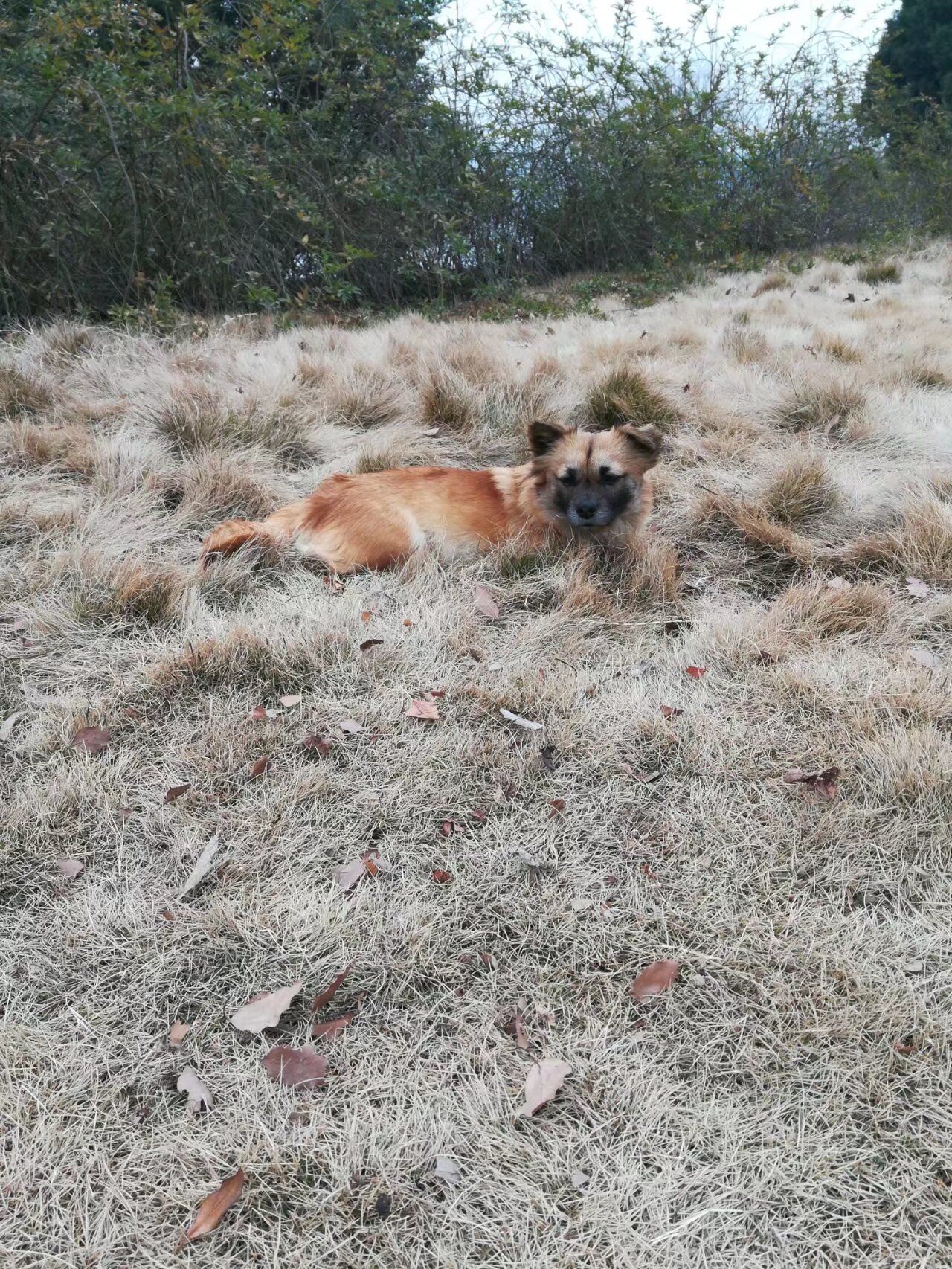 武昌理工学院的樱花,武昌理工学院回忆