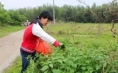 余庆野菜,余庆好吃的推荐