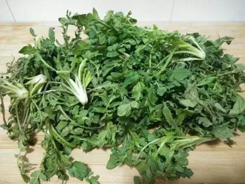 余庆野菜,余庆好吃的推荐