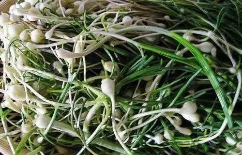 余庆野菜,余庆好吃的推荐